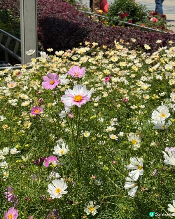 香港花卉展2025。走進繽紛的童話世界🌸🌼🌷🪻💐最後3日‼️