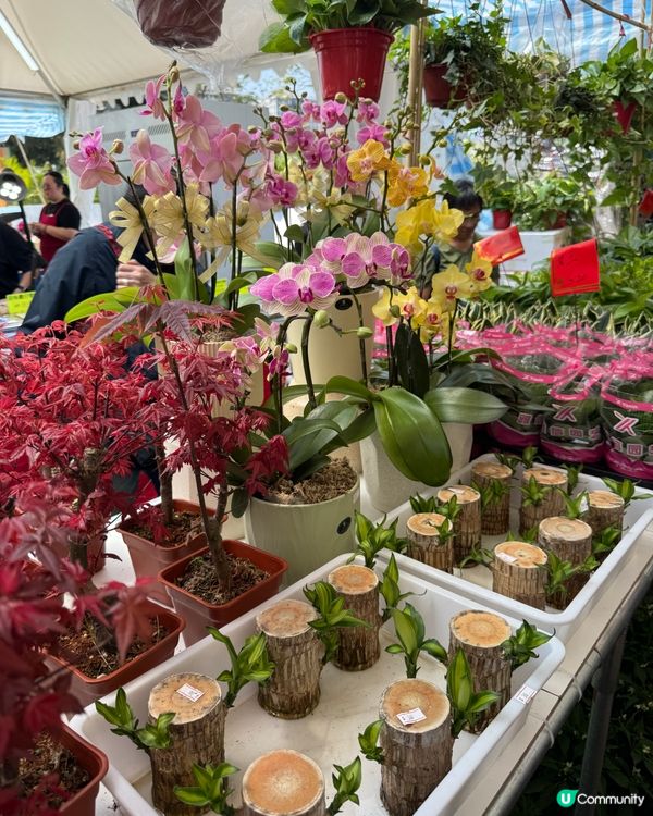 香港花卉展2025。走進繽紛的童話世界🌸🌼🌷🪻💐最後3日‼️