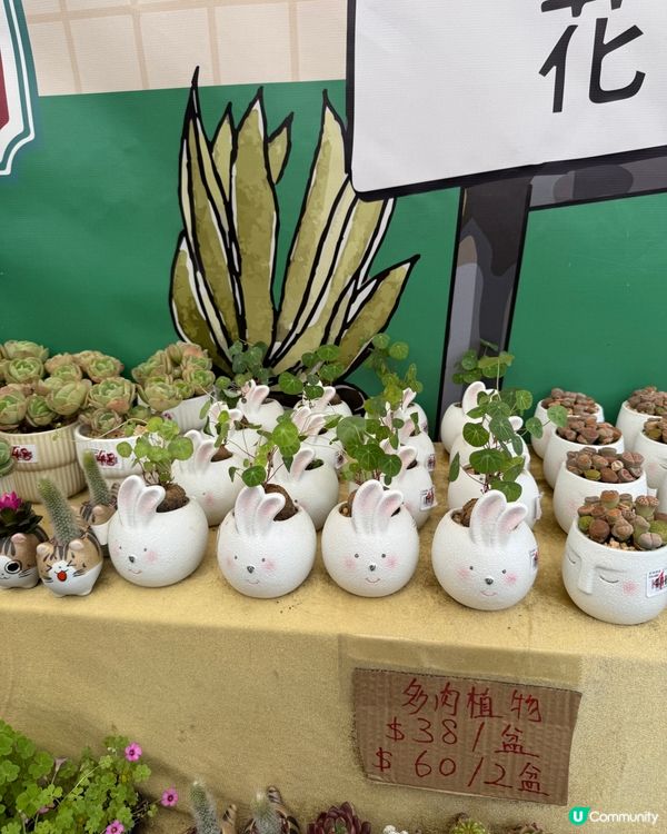 香港花卉展2025。走進繽紛的童話世界🌸🌼🌷🪻💐最後3日‼️