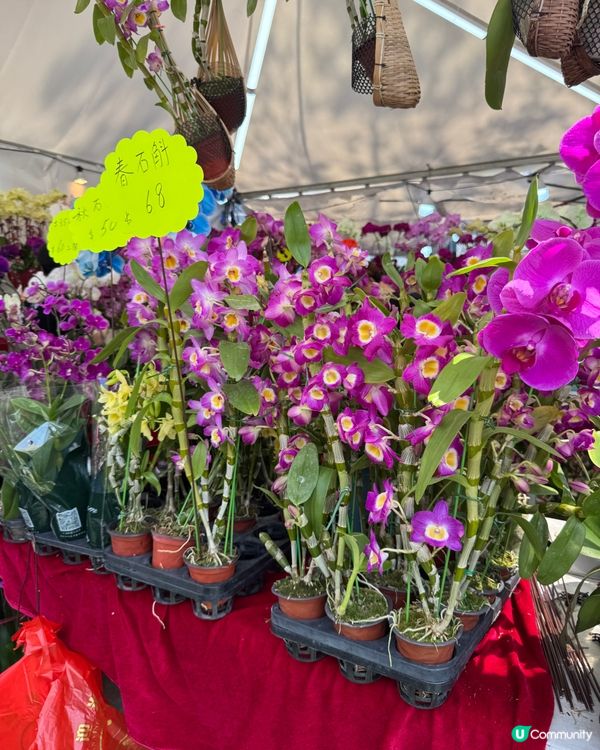 香港花卉展2025。走進繽紛的童話世界🌸🌼🌷🪻💐最後3日‼️