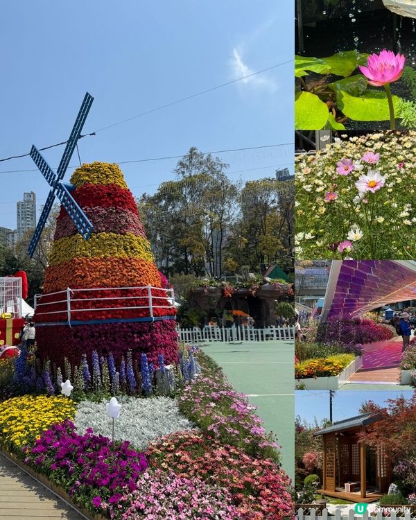 香港花卉展2025。走進繽紛的童話世界🌸🌼🌷🪻💐最後3日‼️