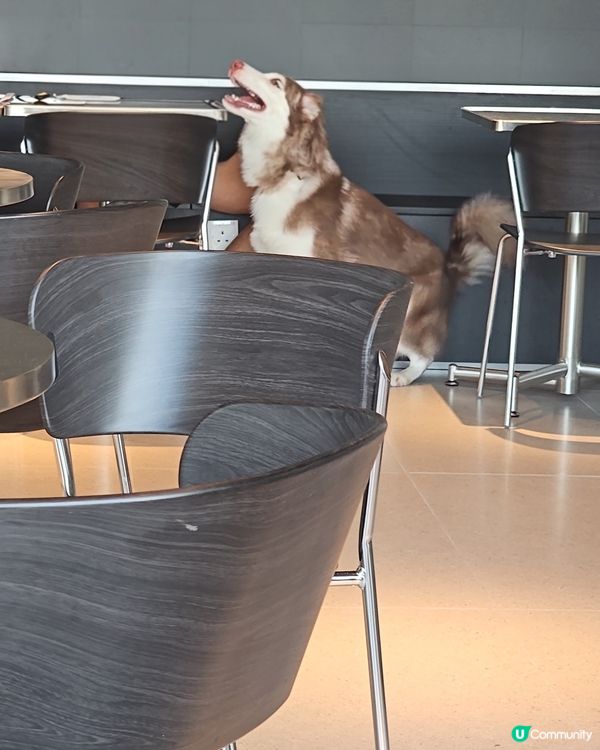 銅鑼灣新寵點！🐶☕️