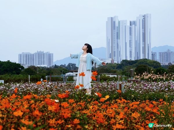 🇭🇰｜塱原自然生態公園｜波斯菊花海
