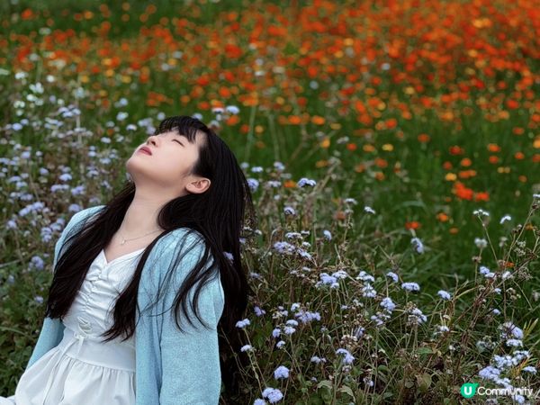 🇭🇰｜塱原自然生態公園｜波斯菊花海
