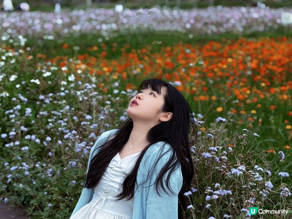 🇭🇰｜塱原自然生態公園｜波斯菊花海
