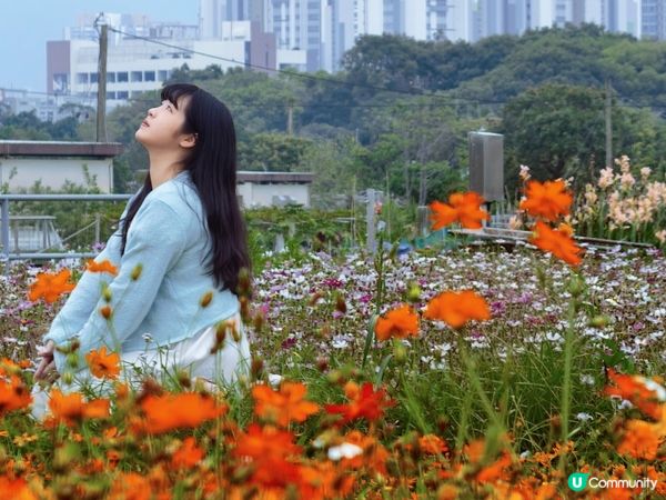 🇭🇰｜塱原自然生態公園｜波斯菊花海
