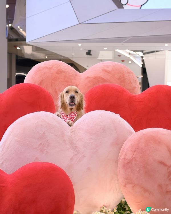 「MALTESE X YOHO 夏日心友會」