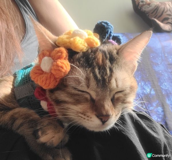 媽媽最中意買東買西，買左好多靚頭飾比我，呢個花花我好中意㗎，...