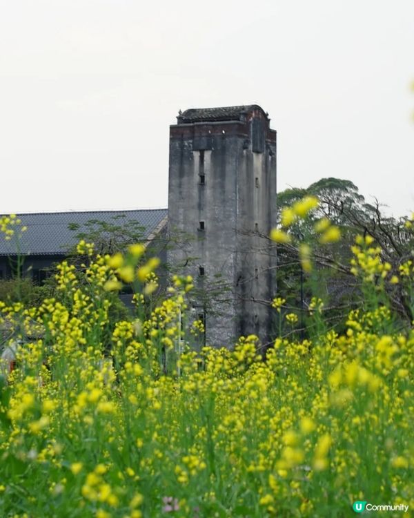 💐🌸我愛花花🌸之觀瀾壁畫村盛放油菜花海🌺🌼💐