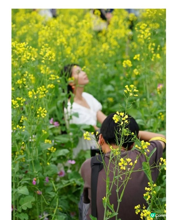 💐🌸我愛花花🌸之觀瀾壁畫村盛放油菜花海🌺🌼💐