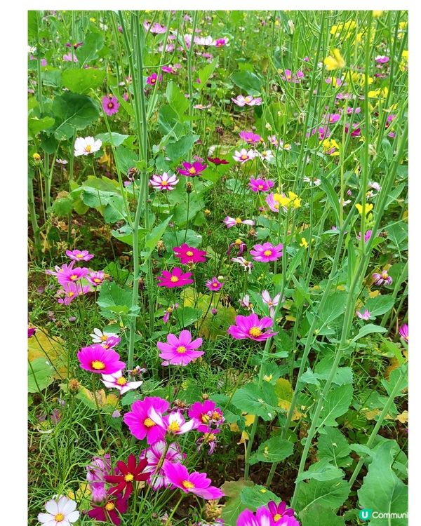 💐🌸我愛花花🌸之觀瀾壁畫村盛放油菜花海🌺🌼💐