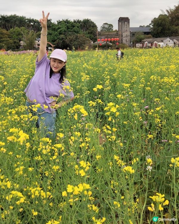 💐🌸我愛花花🌸之觀瀾壁畫村盛放油菜花海🌺🌼💐