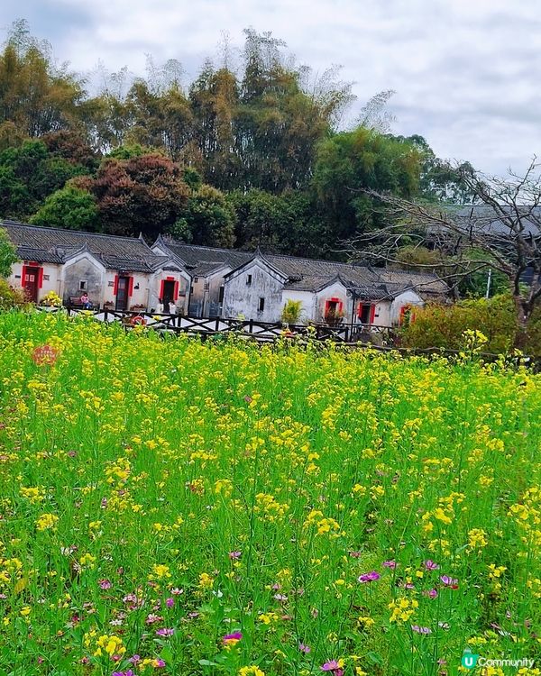 💐🌸我愛花花🌸之觀瀾壁畫村盛放油菜花海🌺🌼💐