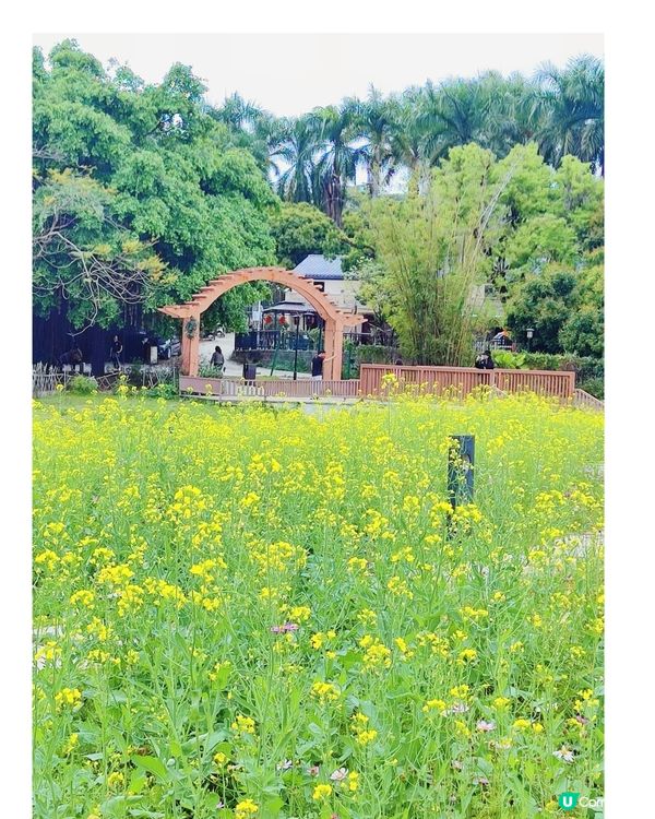 💐🌸我愛花花🌸之觀瀾壁畫村盛放油菜花海🌺🌼💐