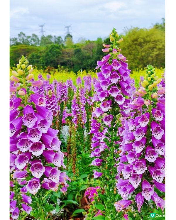 💐🌸我愛花花🌸之觀瀾壁畫村盛放油菜花海🌺🌼💐