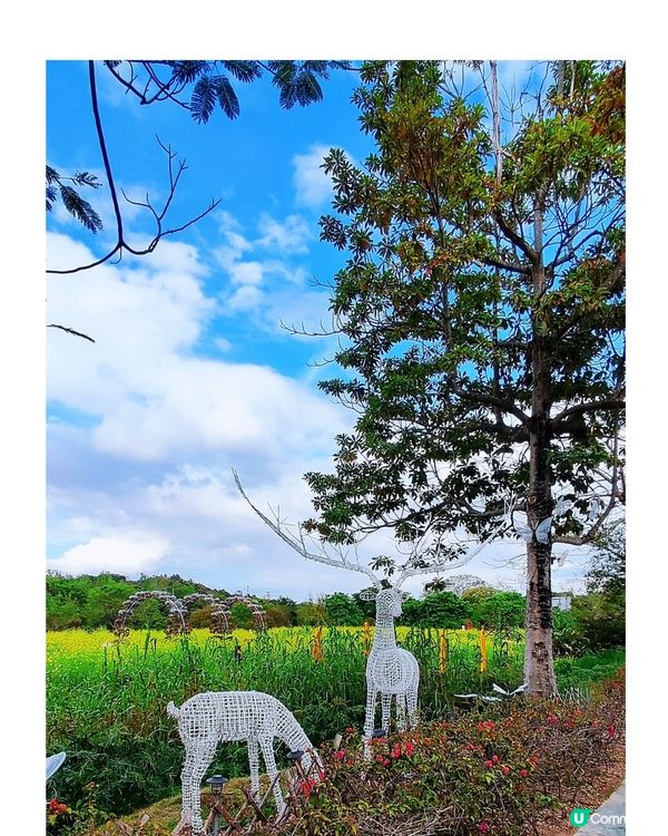 💐🌸我愛花花🌸之觀瀾壁畫村盛放油菜花海🌺🌼💐