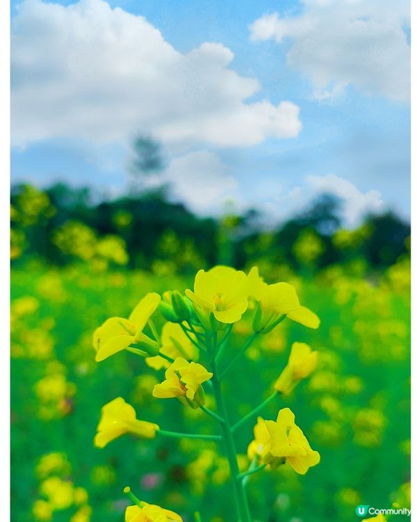 💐🌸我愛花花🌸之觀瀾壁畫村盛放油菜花海🌺🌼💐