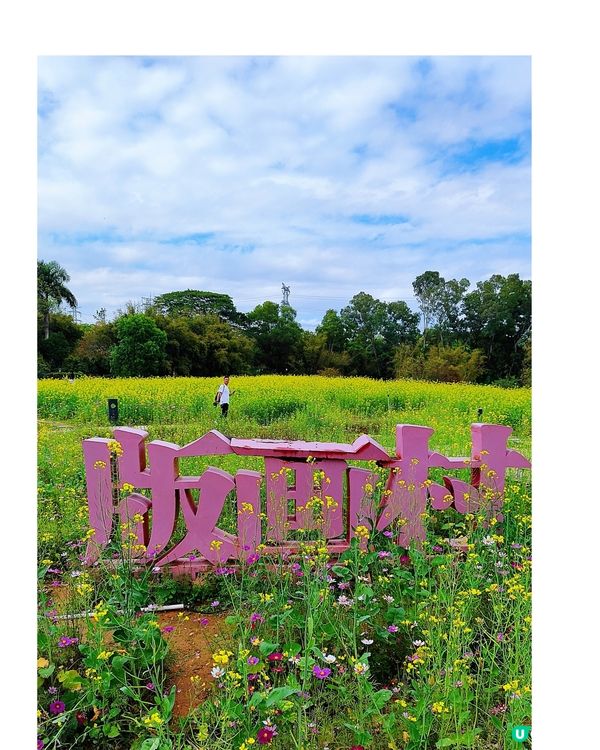 💐🌸我愛花花🌸之觀瀾壁畫村盛放油菜花海🌺🌼💐