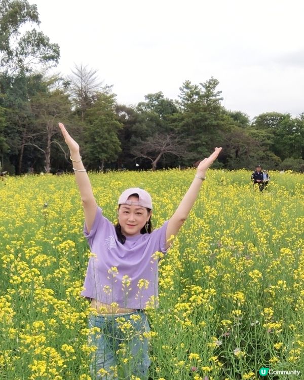 💐🌸我愛花花🌸之觀瀾壁畫村盛放油菜花海🌺🌼💐