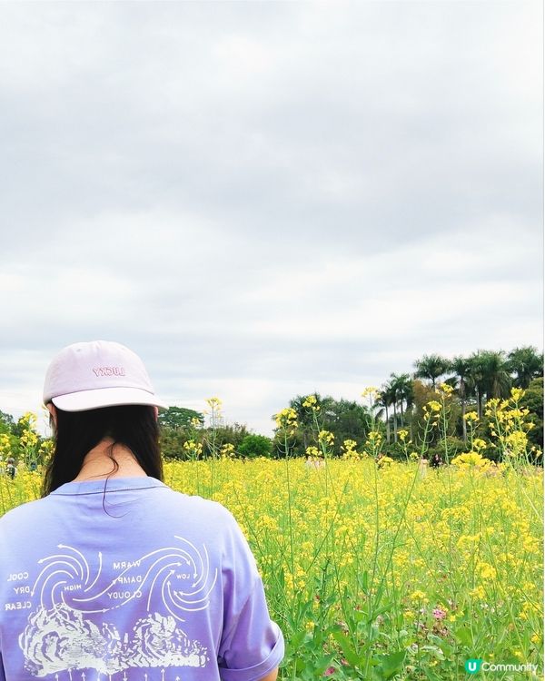 💐🌸我愛花花🌸之觀瀾壁畫村盛放油菜花海🌺🌼💐