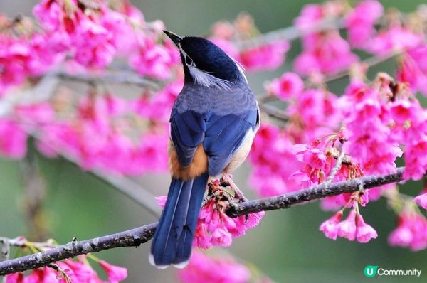 黃山雀一飛走就黎左隻白耳畫眉❤️