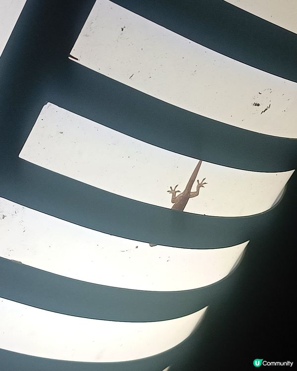 唔聲唔聲, 嚇你一驚👻🦎