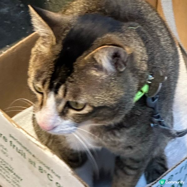 食完飯就遇見真貓🐱  開心滿足🥰