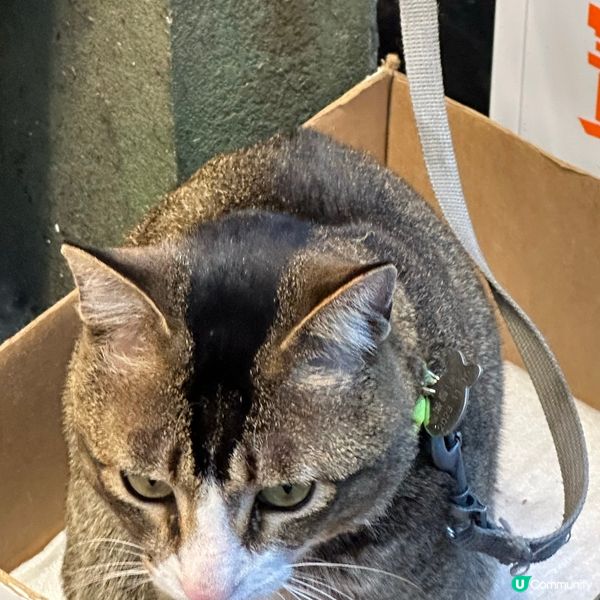 食完飯就遇見真貓🐱  開心滿足🥰