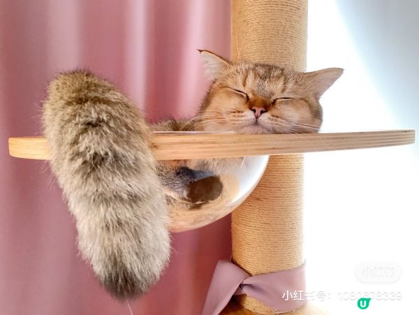 挑食王大戰🐱🐱🐱🐱🐱🐱