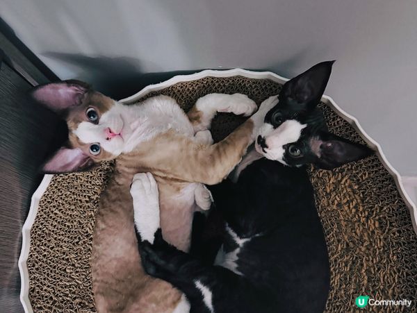 挑食王大戰🐱🐱🐱🐱🐱🐱