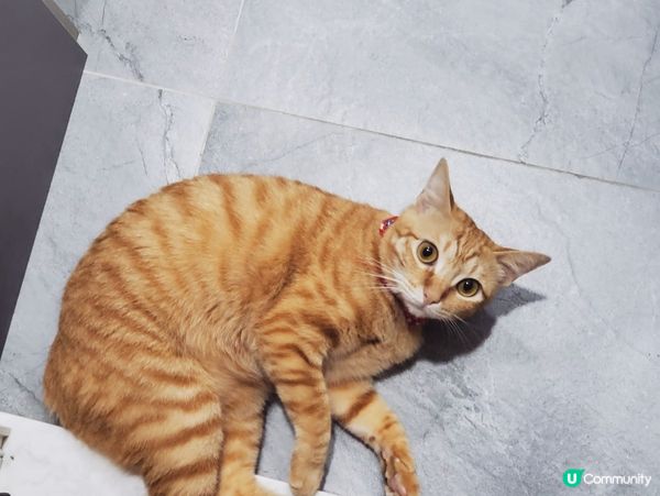 挑食王大戰🐱🐱🐱🐱🐱🐱