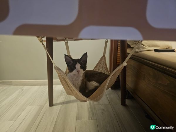 挑食王大戰🐱🐱🐱🐱🐱🐱