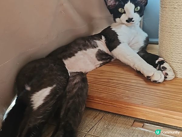 挑食王大戰🐱🐱🐱🐱🐱🐱