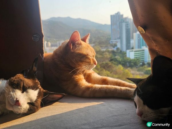 挑食王大戰🐱🐱🐱🐱🐱🐱