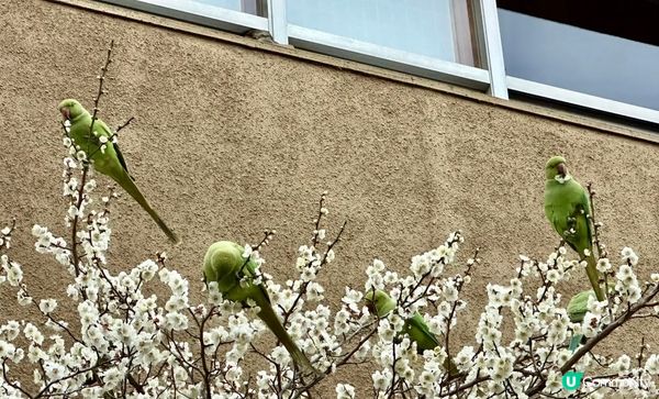 東京有野生鸚鵡這件事是真的。。