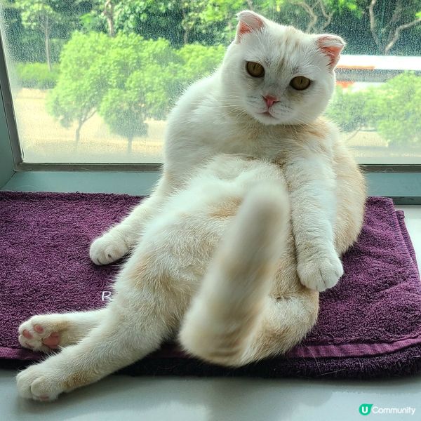 我食飽就冇嘢做，就最鍾意好似波士咁住屋企人做嘢喇#寵物老大