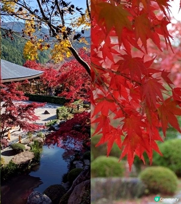 ［紅葉打卡之選📸］寶德寺：紅葉之鏡