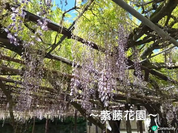 博多去武雄♨️！浸溫泉歎世界🤩！最美圖書館