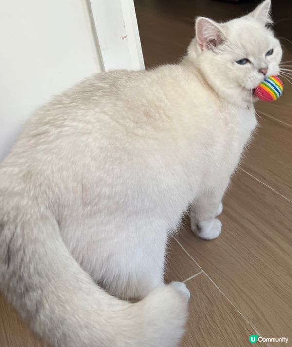 我見過貓貓最似狗狗嘅時刻，成日擔個波波返黎，要玩拋波仔遊戲。