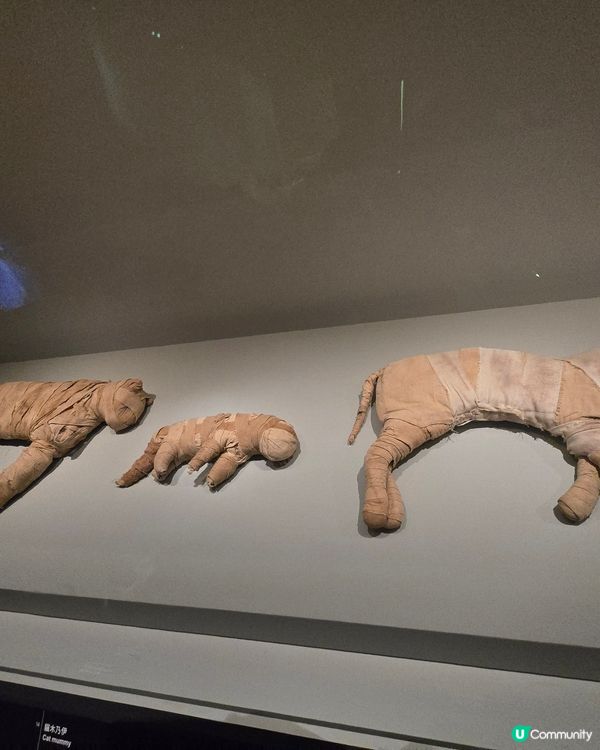 埃及展覽！黃金面具震撼登場！🤩✨