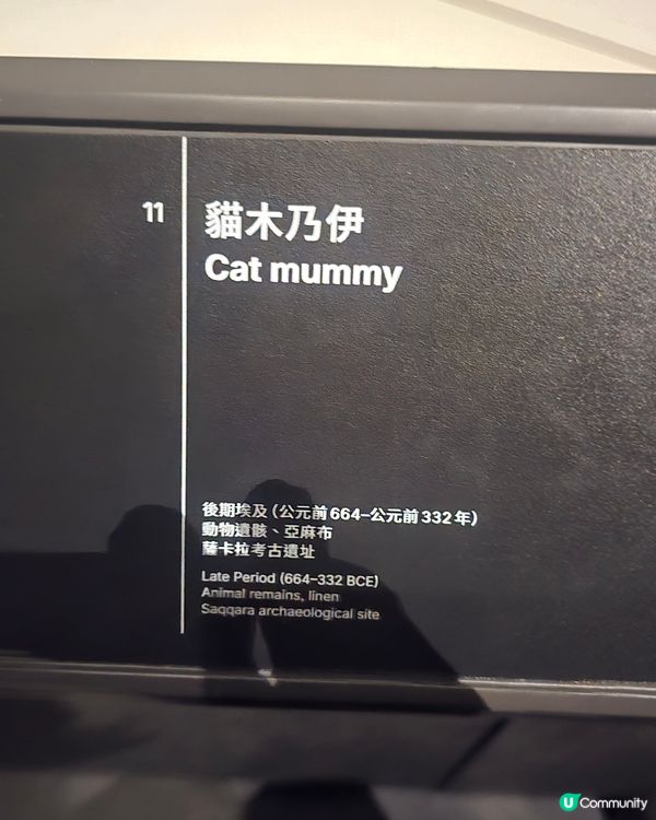 埃及展覽！黃金面具震撼登場！🤩✨