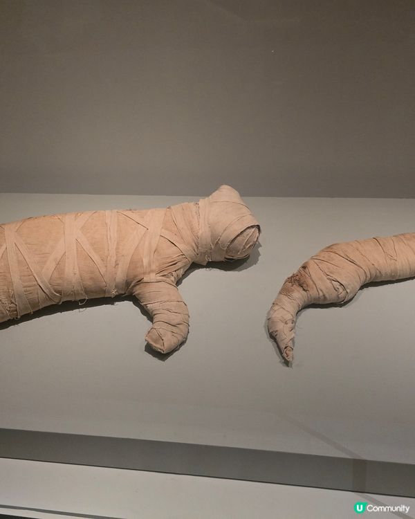 埃及展覽！黃金面具震撼登場！🤩✨