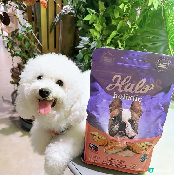 狗狗都愛三文魚！🐟 毛孩試食報告！😋 #狗糧