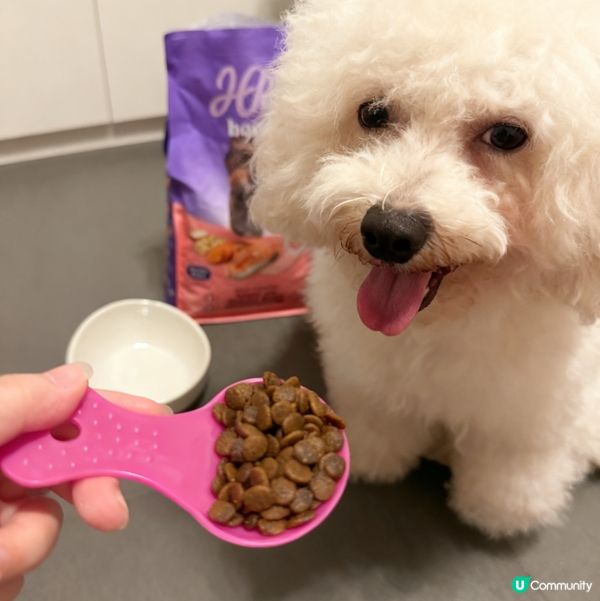 狗狗都愛三文魚！🐟 毛孩試食報告！😋 #狗糧