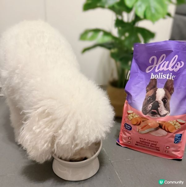 狗狗都愛三文魚！🐟 毛孩試食報告！😋 #狗糧