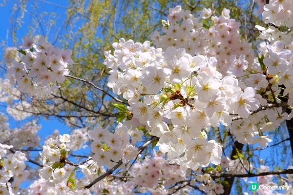 上野賞櫻必去🌸