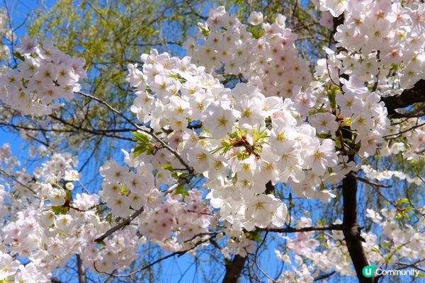 東京賞櫻推介🌸