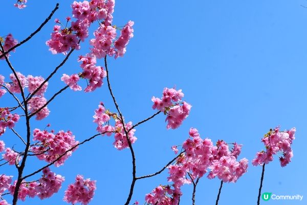 東京賞櫻推介🌸