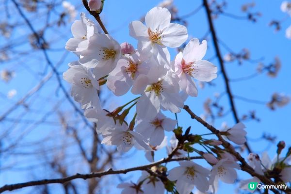 東京賞櫻推介🌸