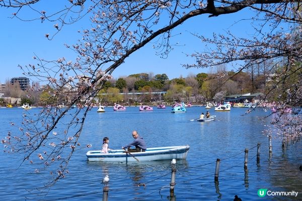 東京賞櫻推介🌸